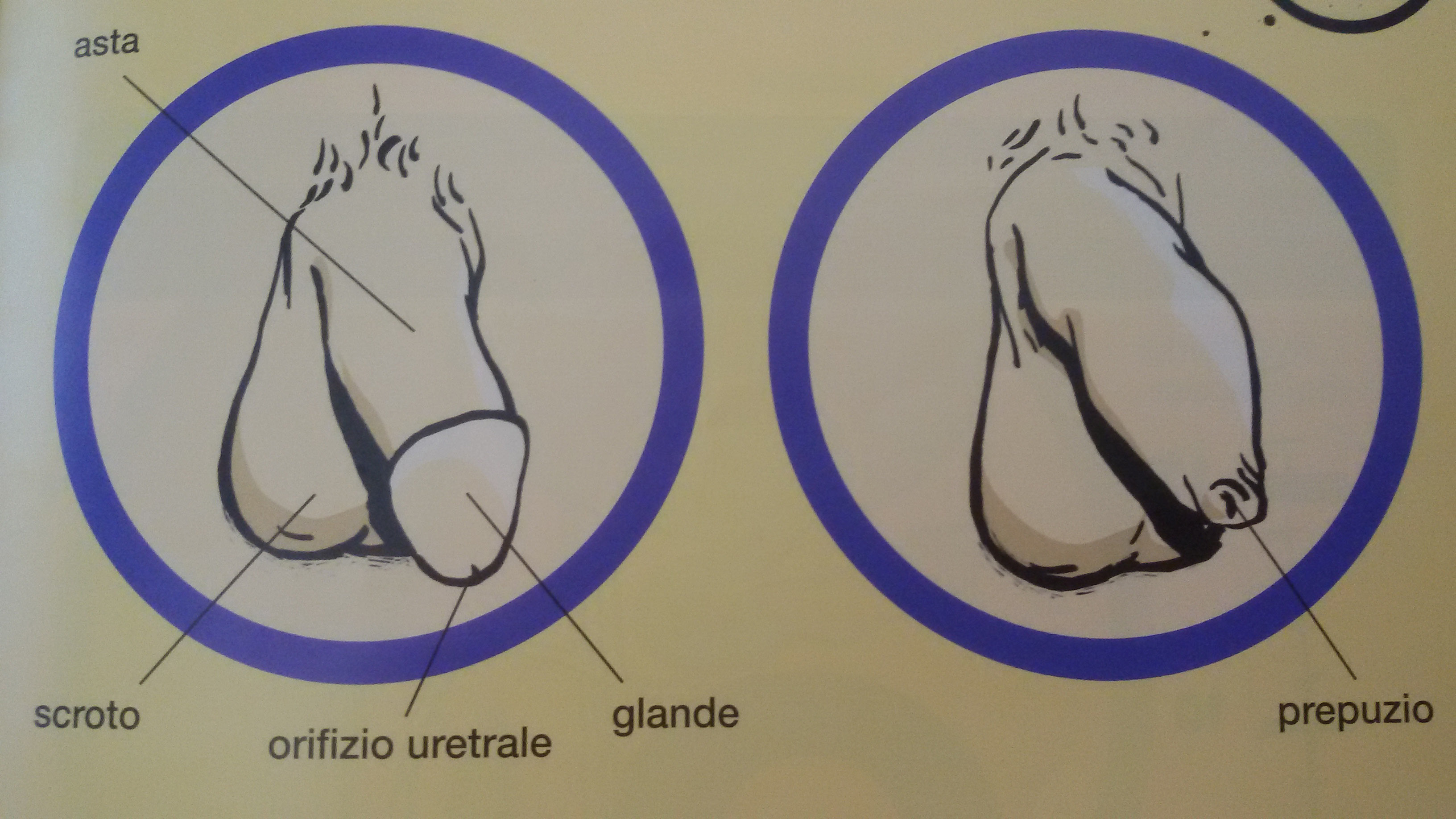 penis.jpg
