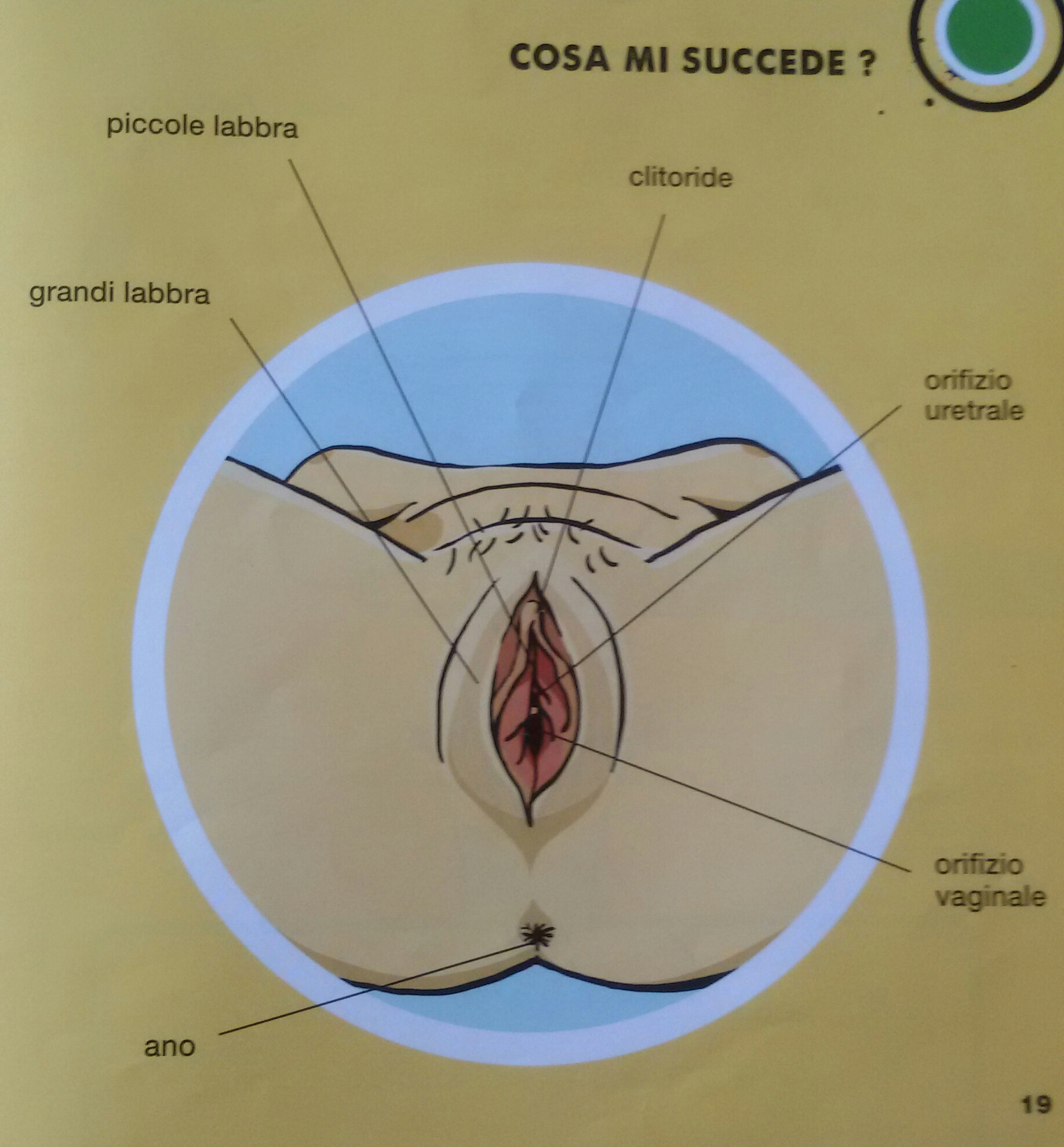 penis.jpg